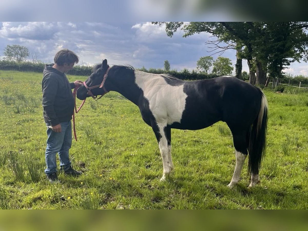 Paint Horse Hengst 5 Jaar 147 cm Tobiano-alle-kleuren in SAULIEU