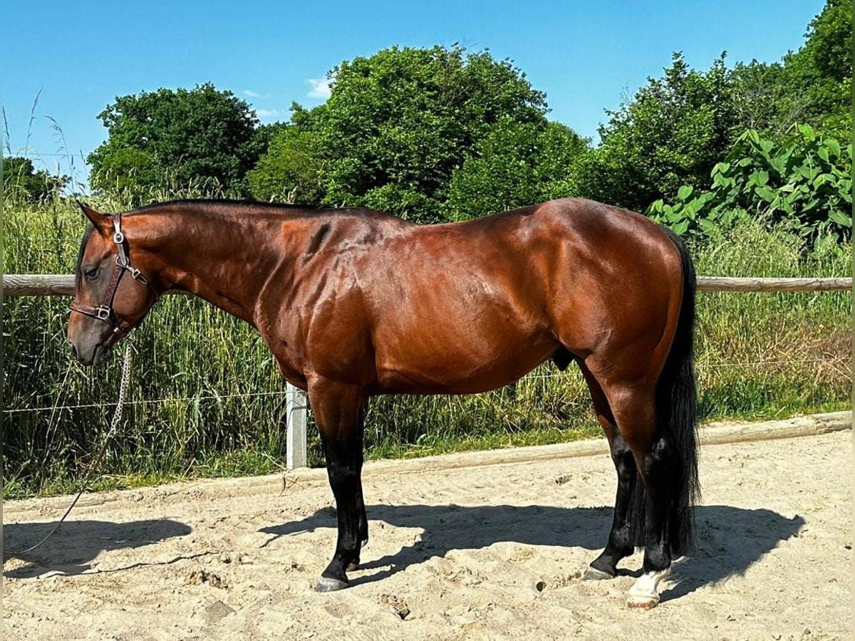 Paint Horse Hengst 5 Jaar 152 cm Bruin in Dermbach