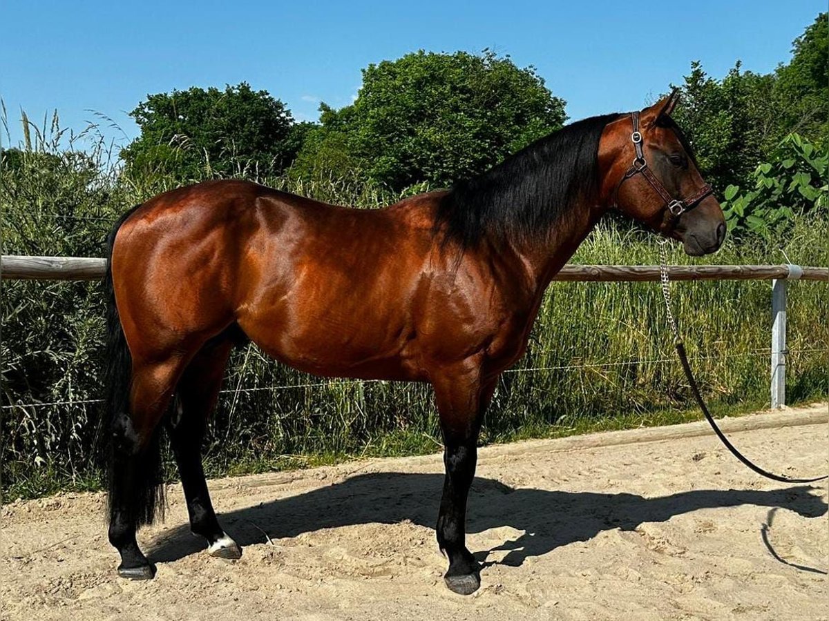 Paint Horse Hengst 6 Jaar 152 cm Bruin in Wiesenthal