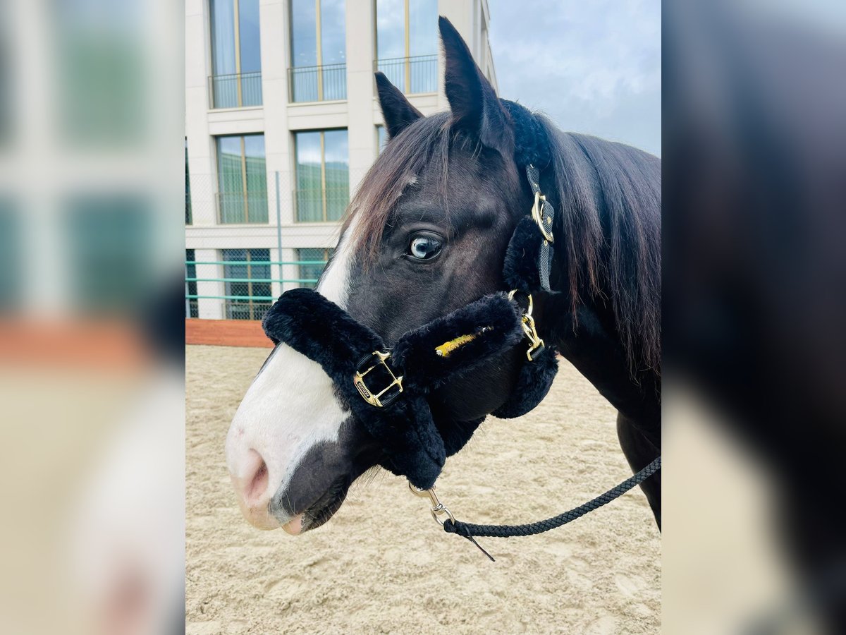 Paint Horse Hengst 7 Jaar in Wollerau