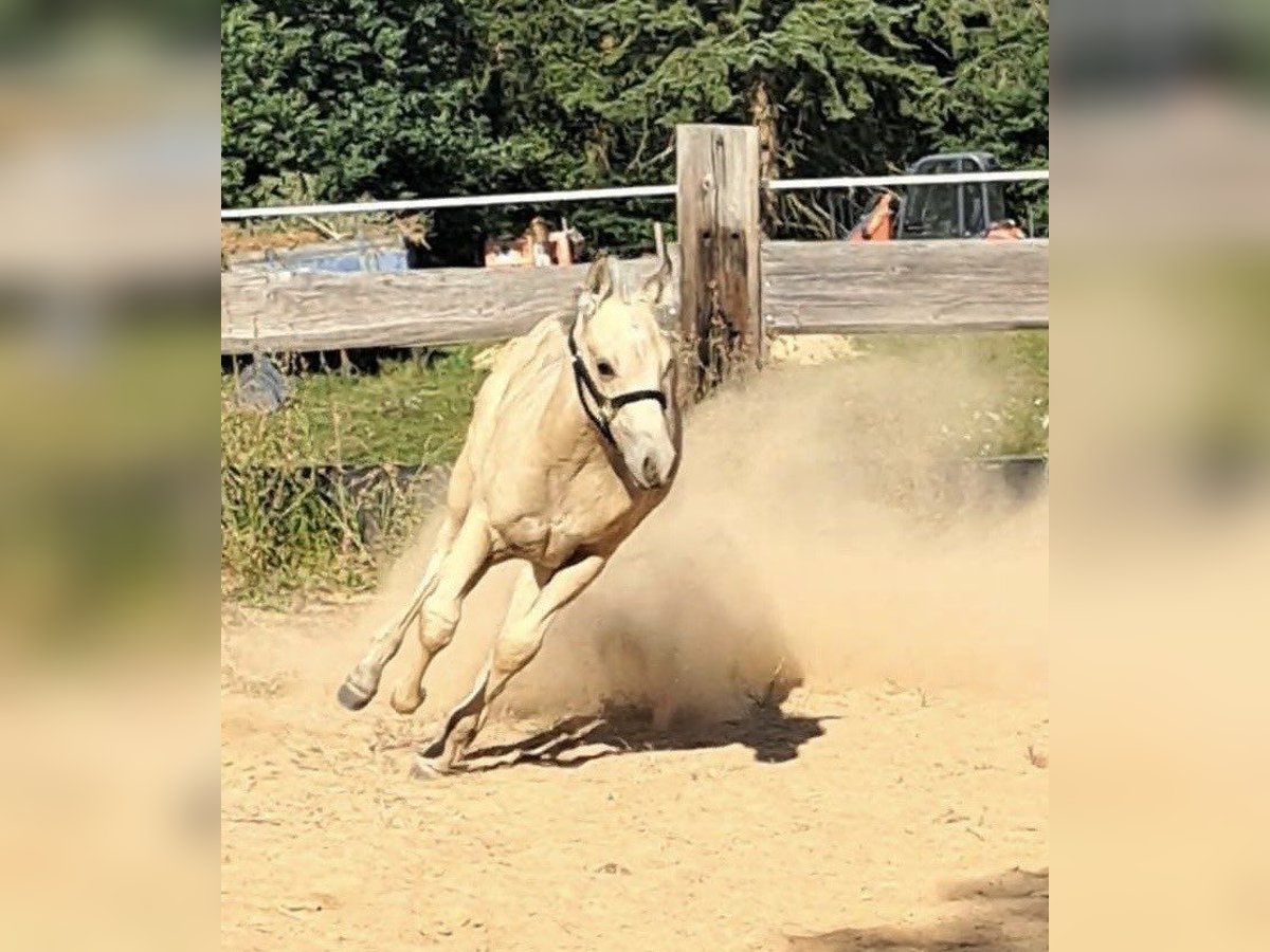 Paint Horse Hengst Fohlen (05/2025) 145 cm Buckskin in Miltenberg