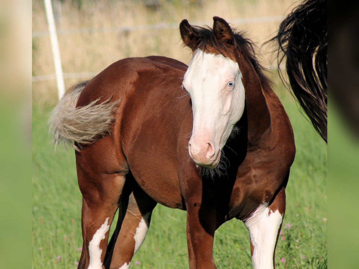 Paint Horse Hengst Fohlen (04/2025) 148 cm Brauner in Bautzen