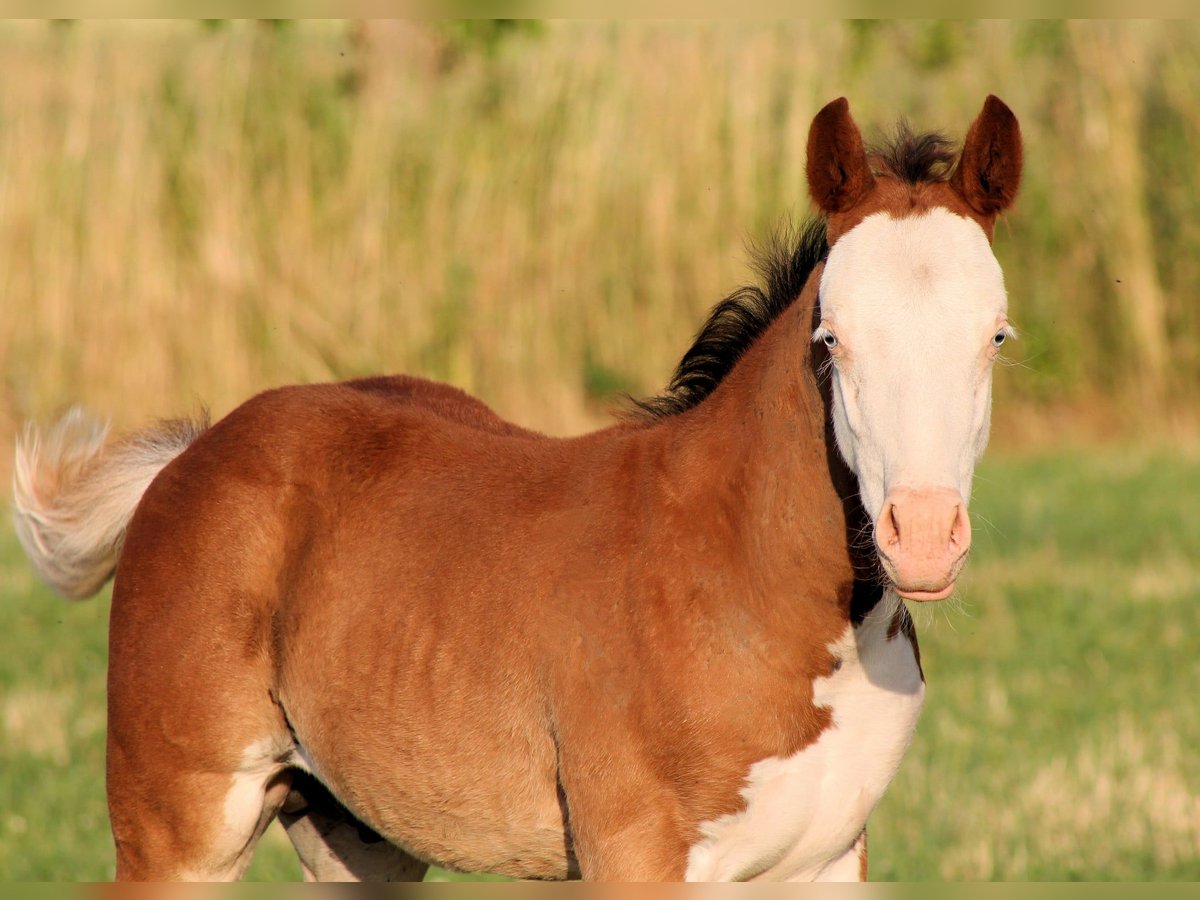 Paint Horse Hengst  150 cm Brauner in Bautzen