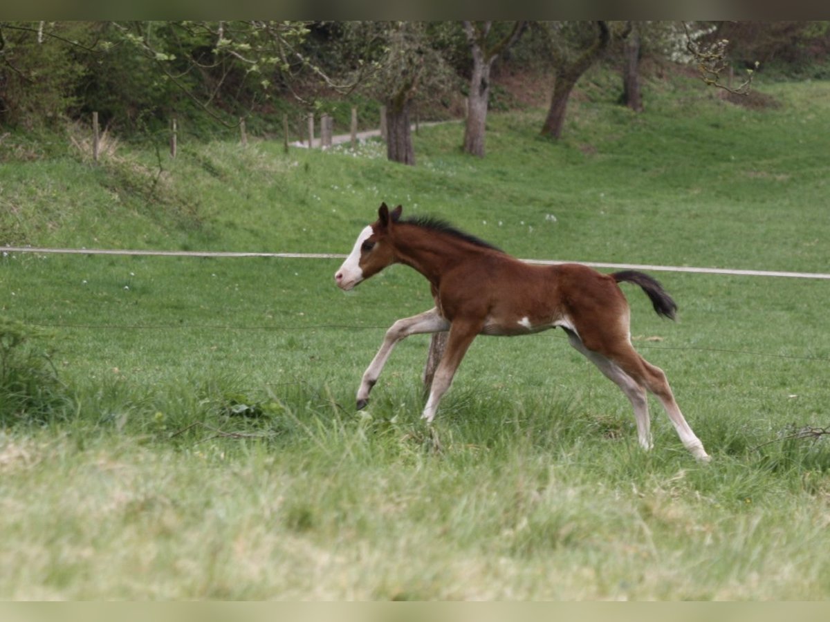 Paint Horse Hengst  150 cm Brauner in Matzenbach