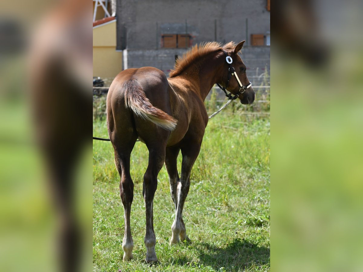 Paint Horse Hengst  150 cm Fuchs in Lhor