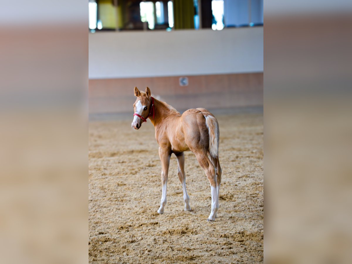 Paint Horse Hengst Fohlen (04/2025) 150 cm Palomino in Roding Paint Horse Hengst Fohlen (04/2025) 150 cm Palomino in Roding