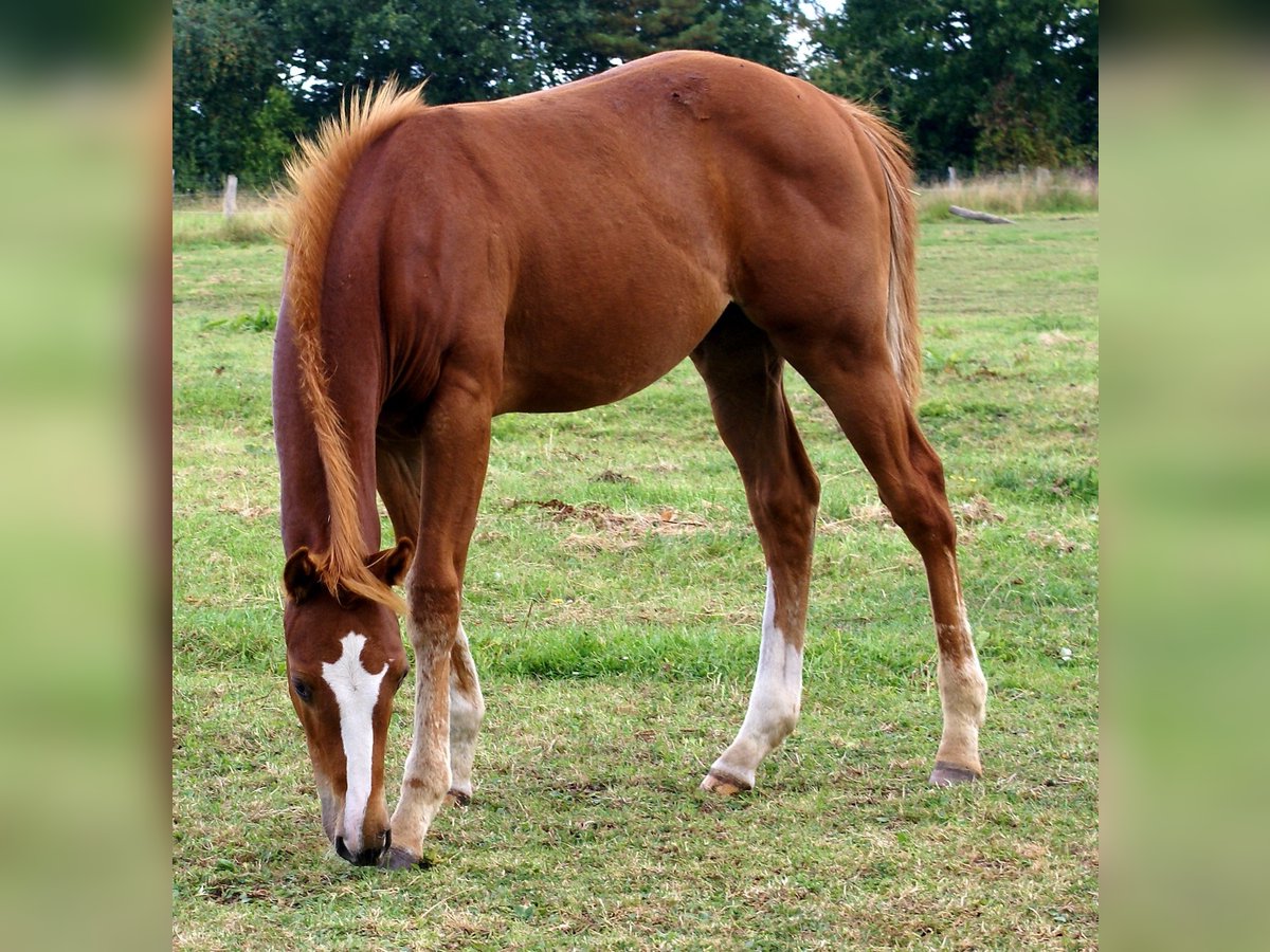 Paint Horse Hengst Fohlen (03/2025) 152 cm Dunkelfuchs in Velpke