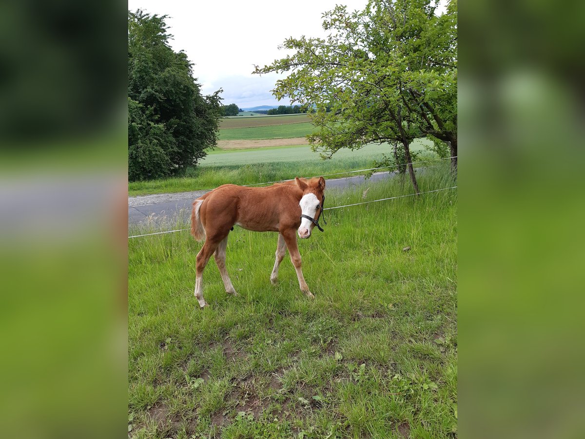 Paint Horse Hengst  152 cm Fuchs in Dipperz