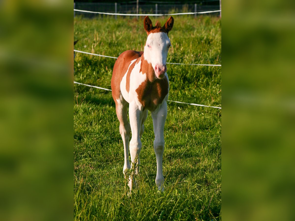 Paint Horse Hengst  152 cm Overo-alle-Farben in Cunewalde