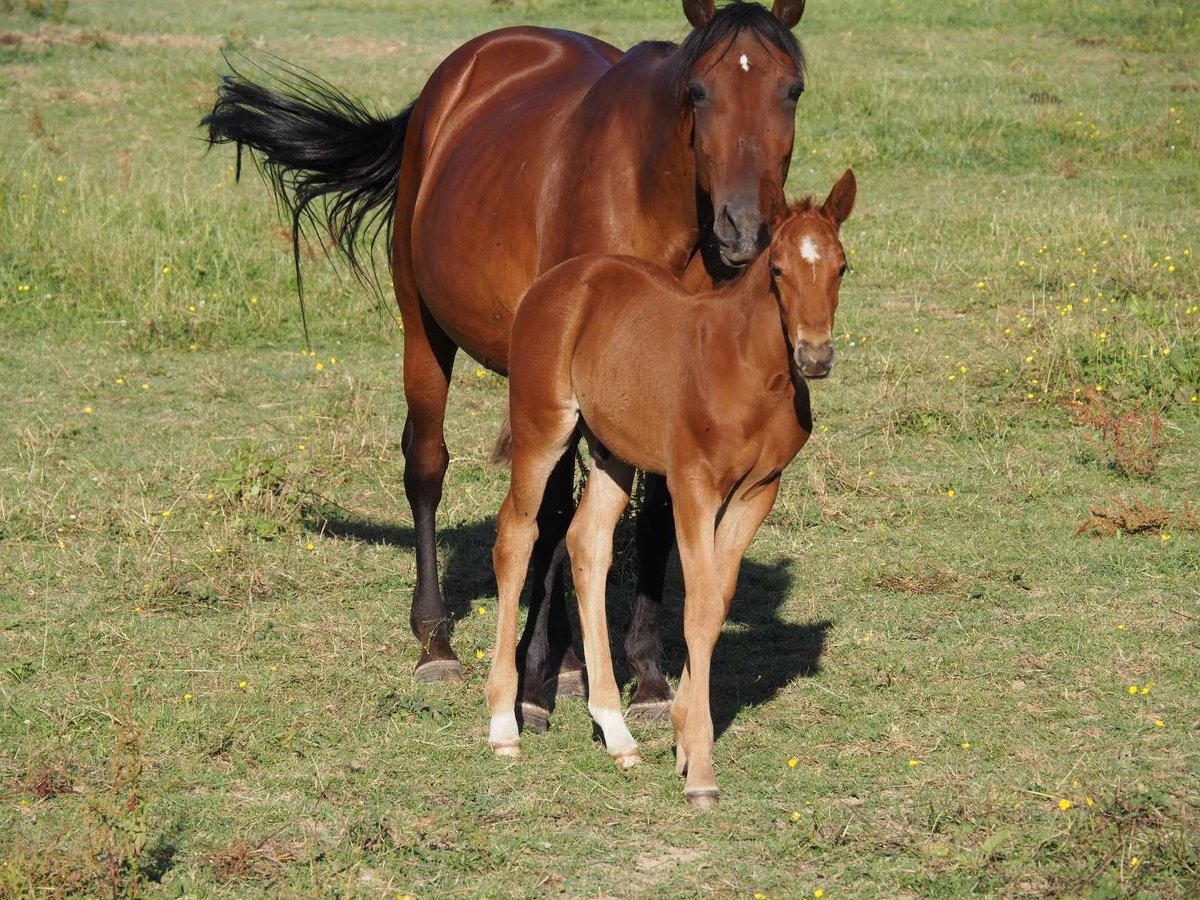 Paint Horse Mix Hengst Fohlen (01/2024) 152 cm Rotfuchs in fresnay-sur-sarthe