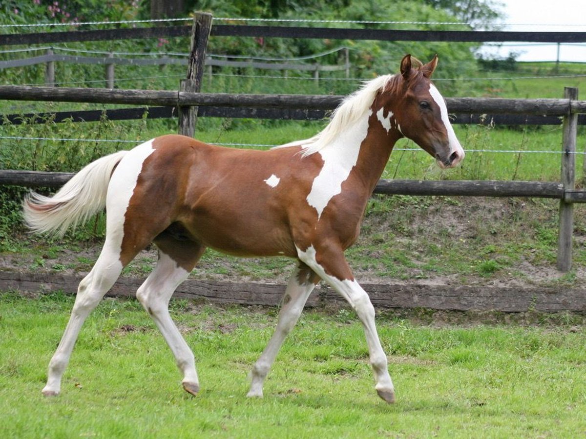 Paint Horse Hengst Fohlen (02/2025) 152 cm Tobiano-alle-Farben in Dormagen