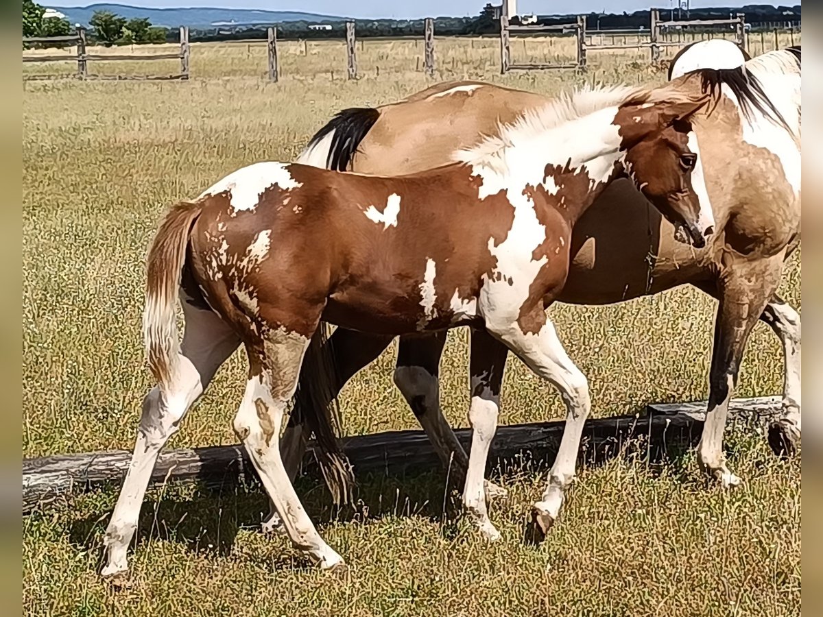 Paint Horse Hengst  152 cm Tovero-alle-Farben in Theresienfeld