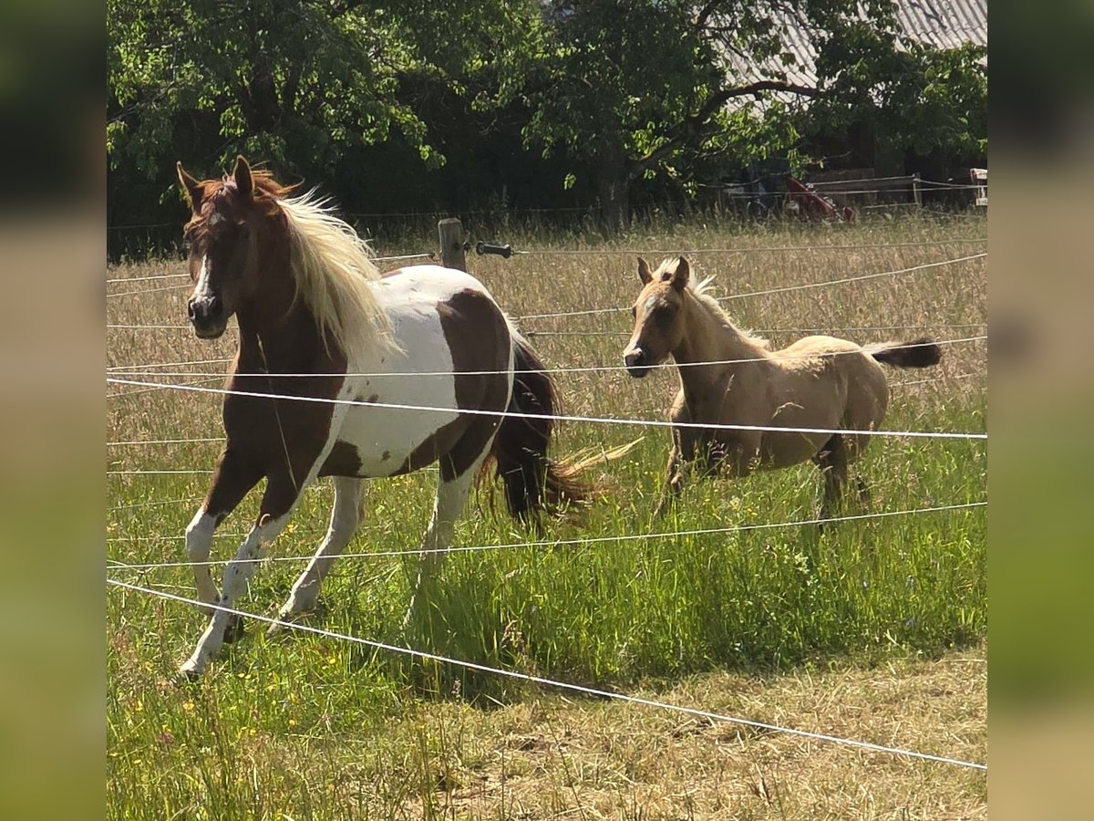 Paint Horse Hengst  155 cm Braunfalbschimmel in Amorbach
