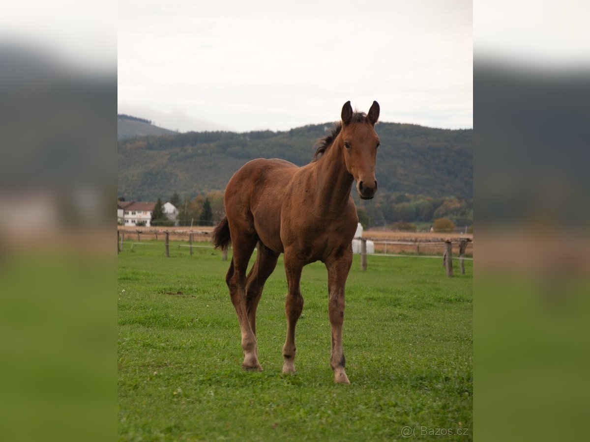 Paint Horse Mix Hengst Fohlen (06/2024) Brauner in Javorník