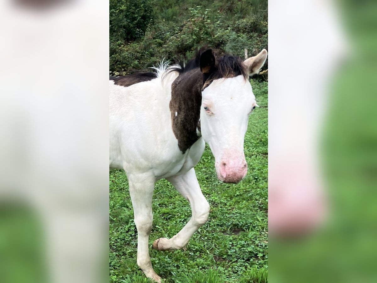 Paint Horse Hengst Fohlen (05/2025) Overo-alle-Farben in Sexcles