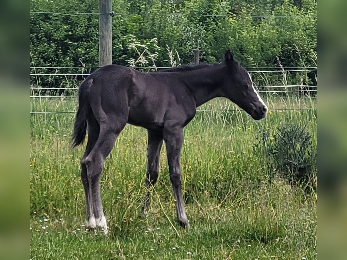 Paint Horse Hengst  Rappe in Ellgau