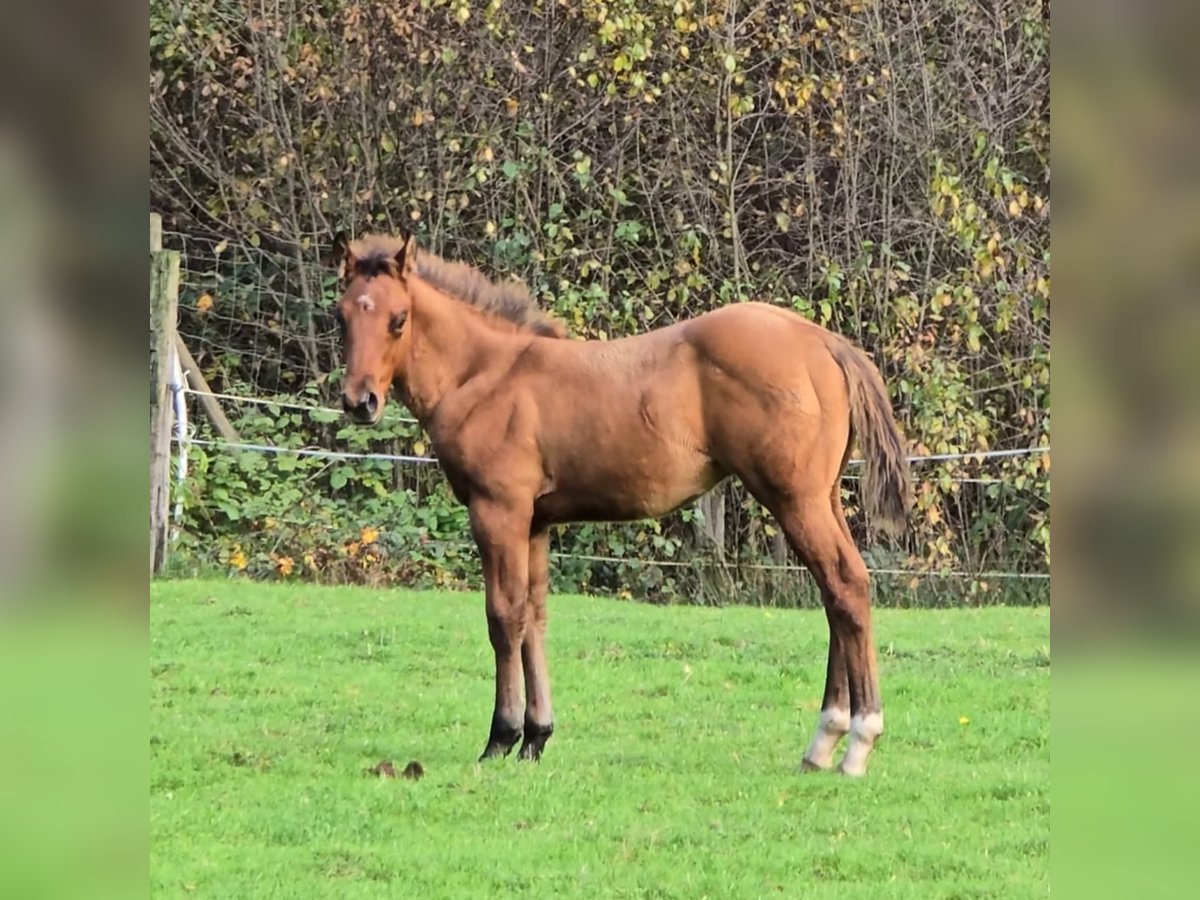 Paint Horse Hengst Fohlen (07/2024) Schwarzbrauner in Bitche