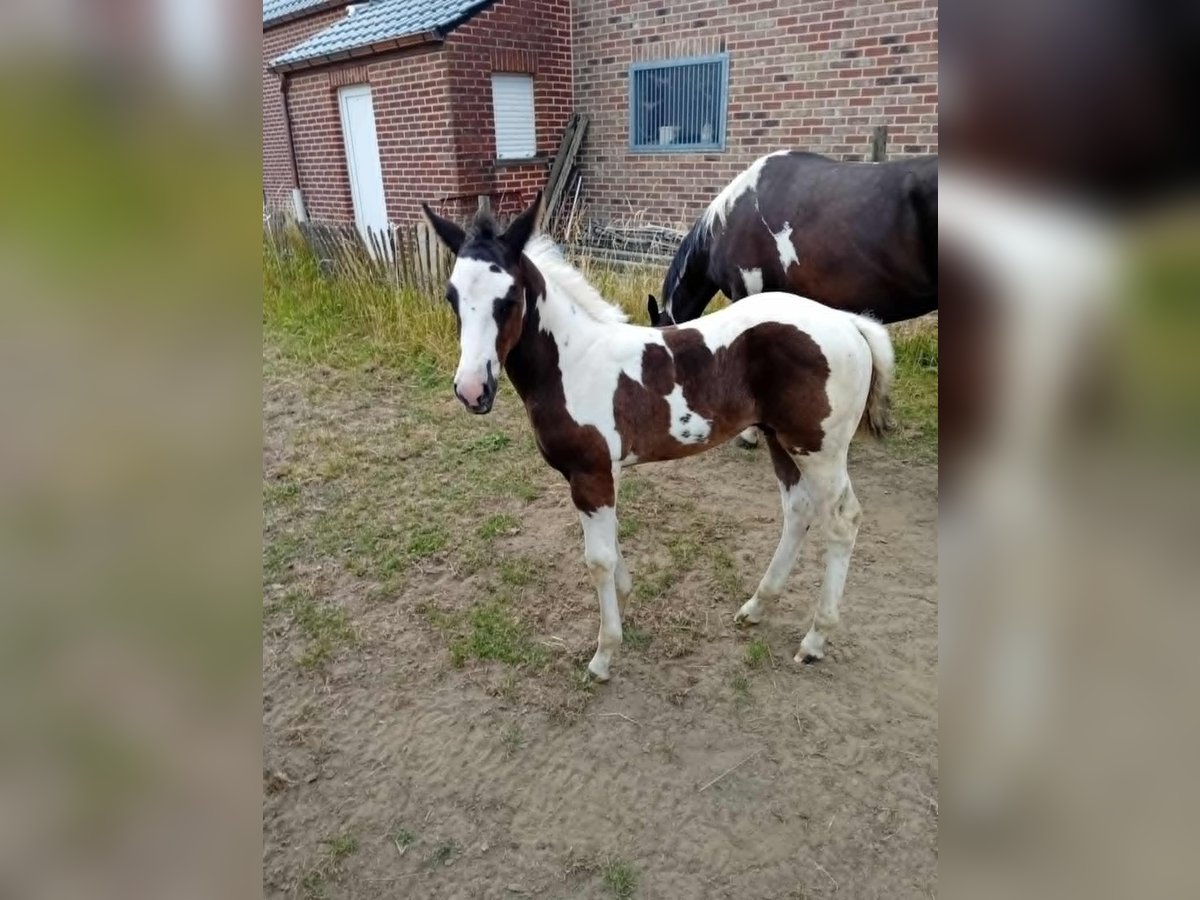 Paint Horse Hengst  Tobiano-alle-Farben in Herenthout