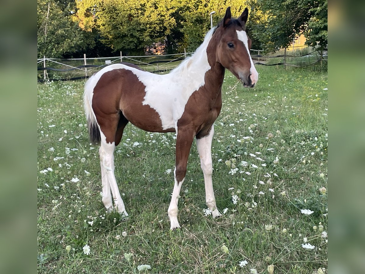 Paint Horse Hengst Fohlen (05/2025) Tobiano-alle-Farben in Rauenberg