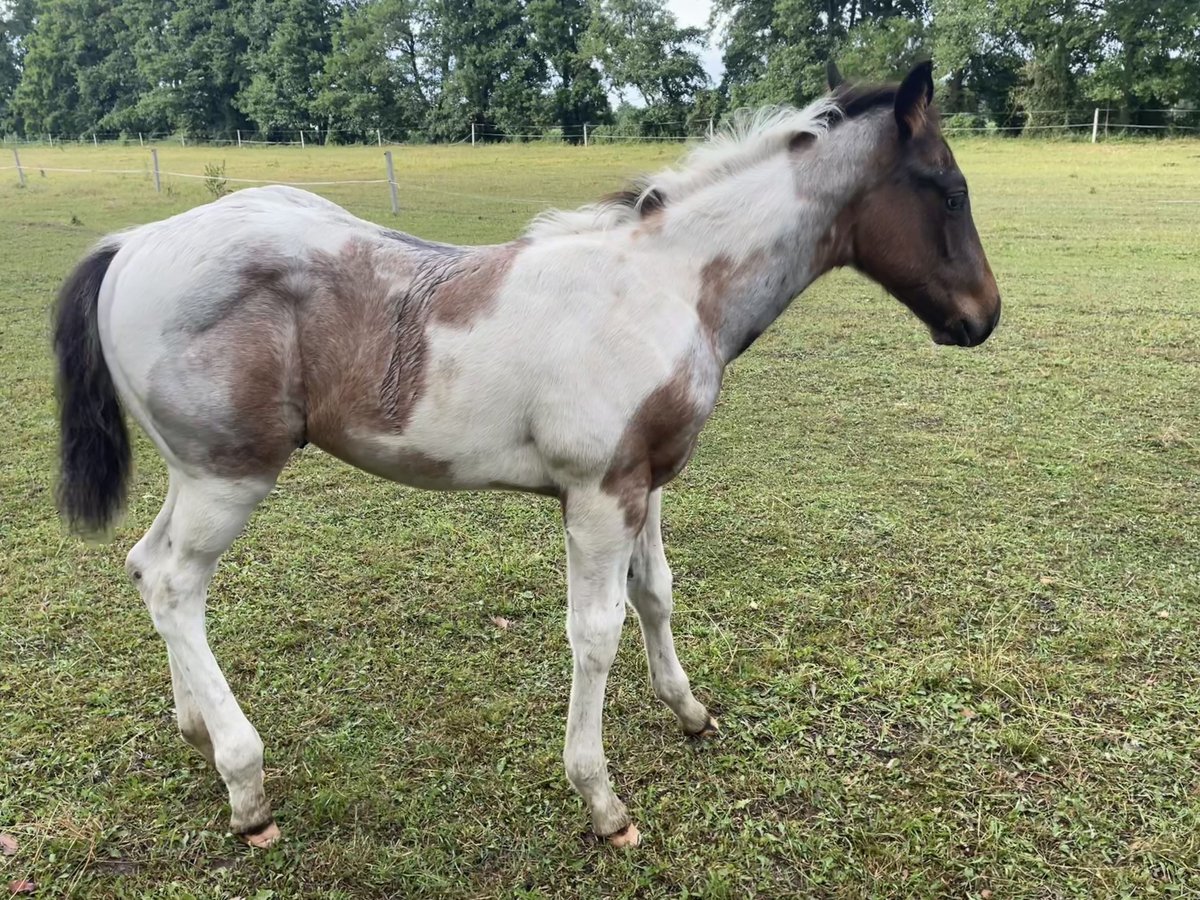 Paint Horse Hengst Fohlen (03/2025) Tobiano-alle-Farben in Mosina