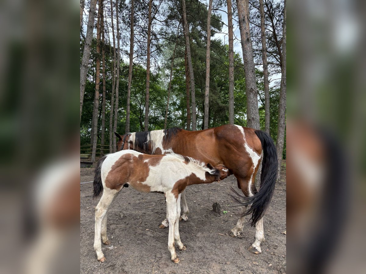 Paint Horse Hengst  Tobiano-alle-Farben in Mosina