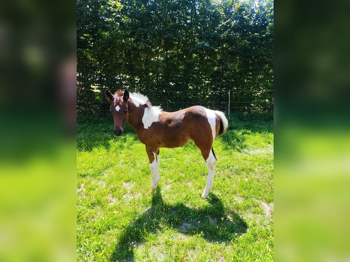 Paint Horse Hengst Fohlen (06/2025) in Priesendorf