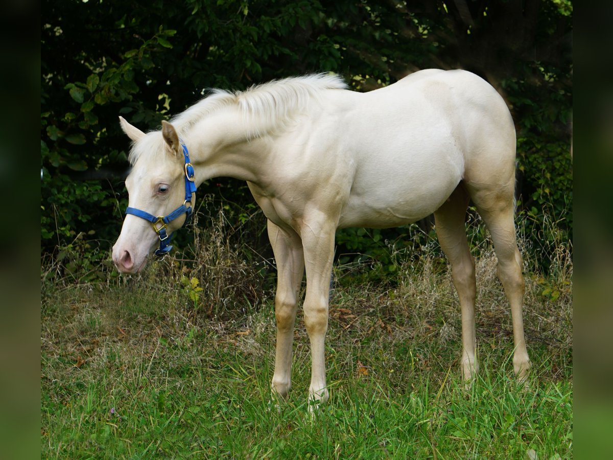 Paint Horse Hengst  in Neukirchen