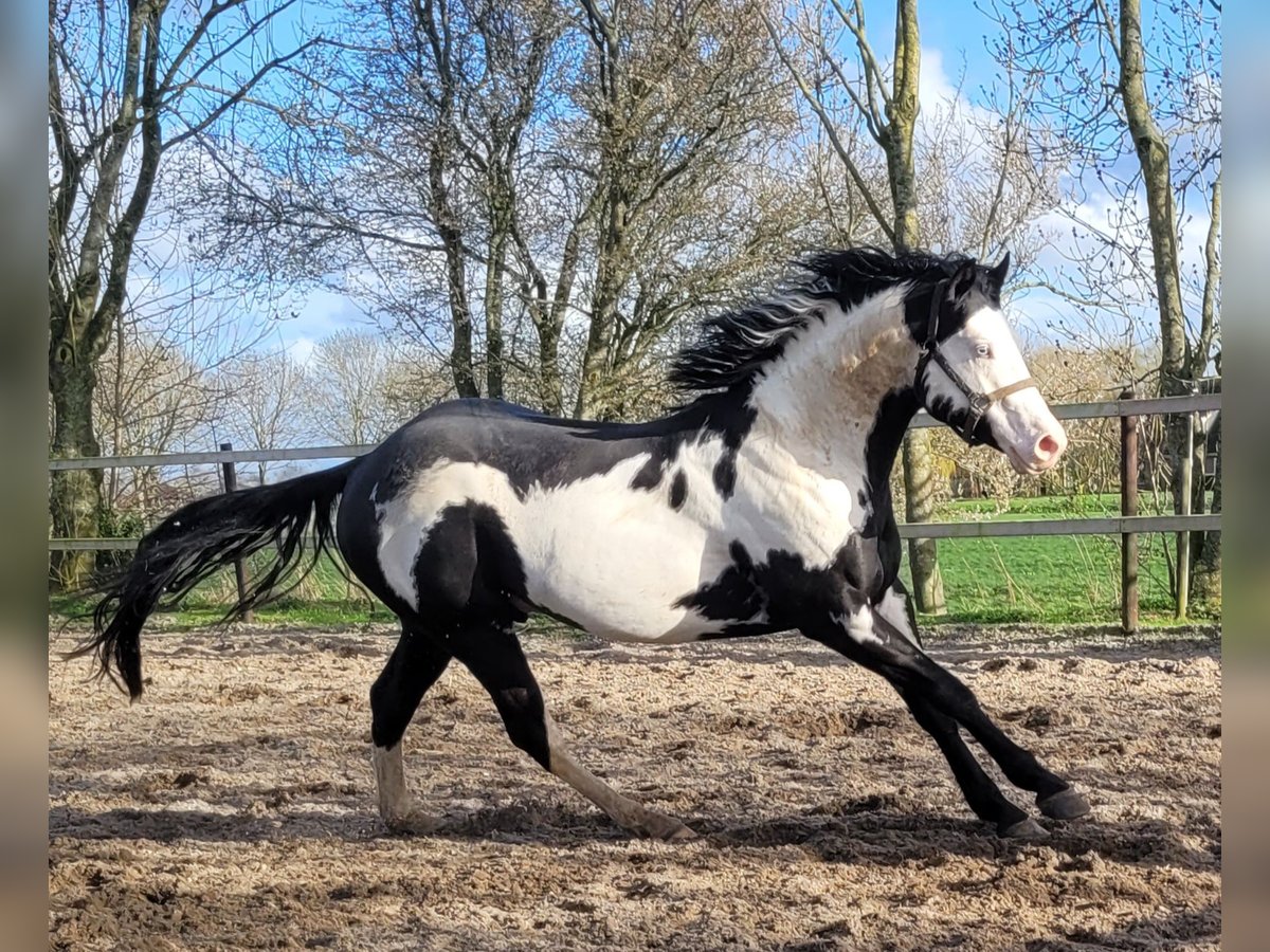 Paint Horse Hengst Overo-alle-kleuren In Eemnes