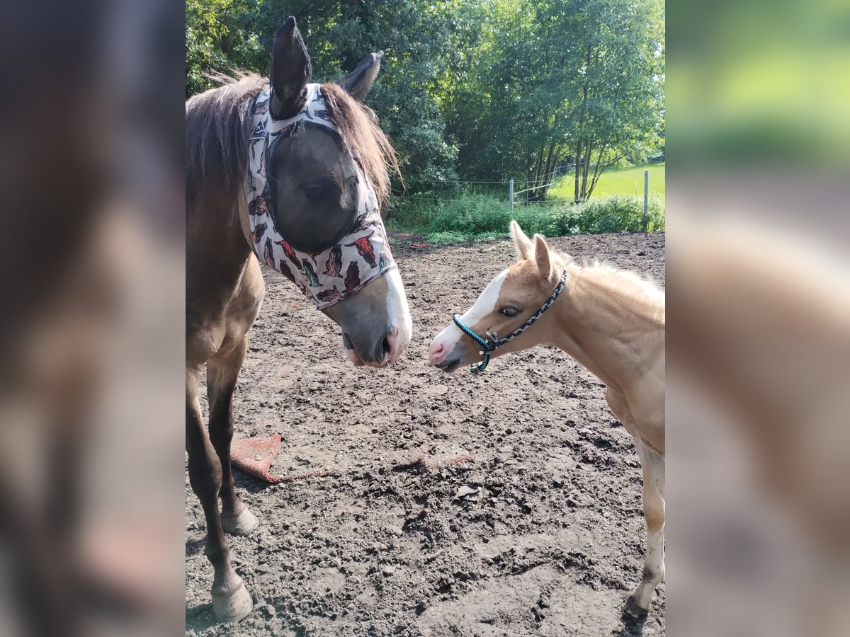 Paint Horse Mix Hengst Veulen (07/2025) 150 cm Palomino in Menslage