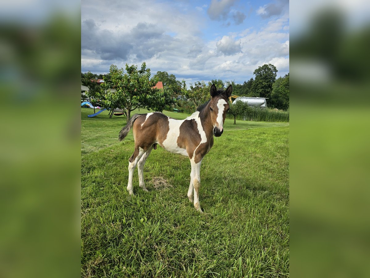 Paint Horse Mix Hengst veulen (06/2024) 152 cm Tobiano-alle-kleuren in Konzell