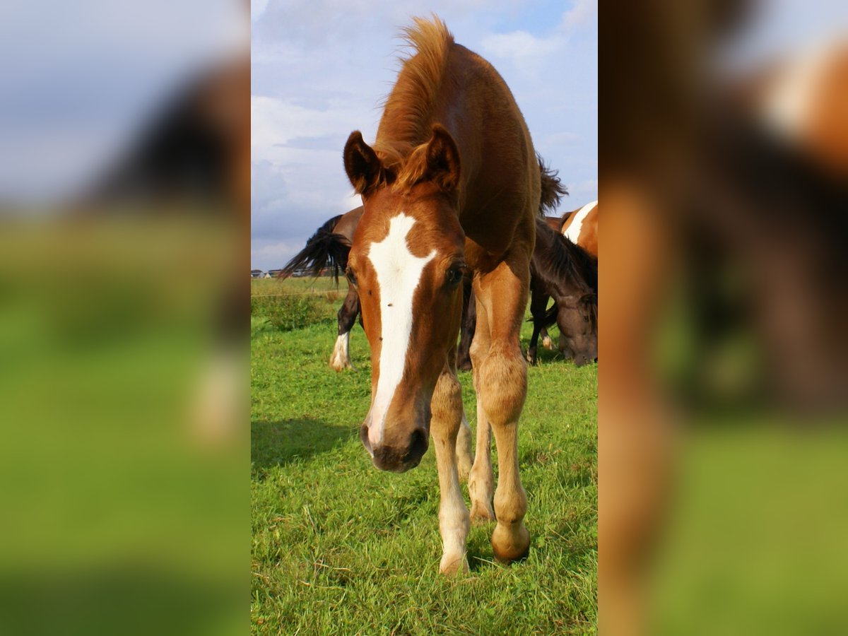 Paint Horse Hengst Veulen (03/2025) 152 cm Vos in Velpke