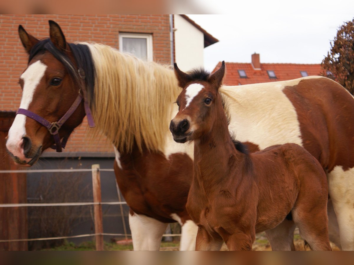 Paint Horse Mix Hengst  155 cm Bruin in Velpke