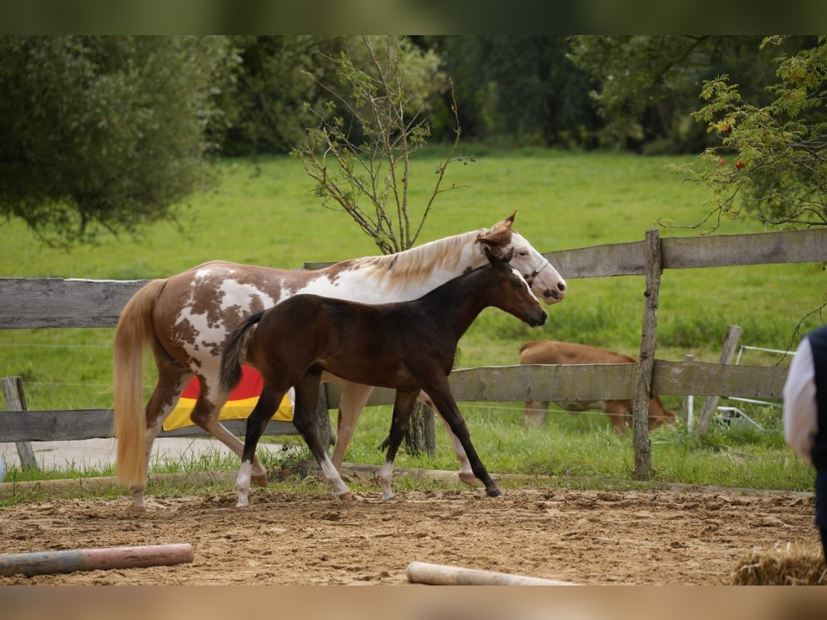 Paint Horse Hengst Veulen (03/2025) 155 cm Bruin in Matzenbach
