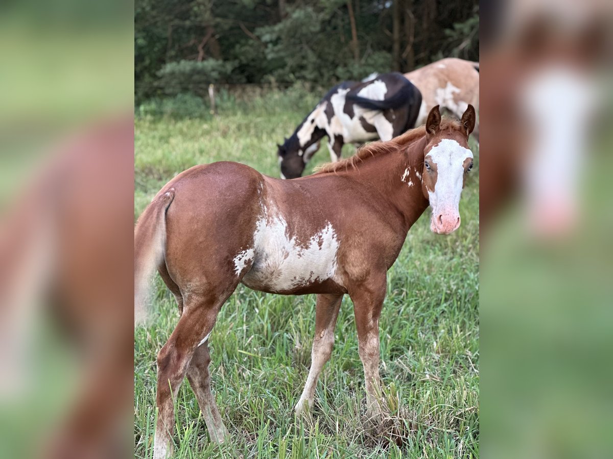 Paint Horse Mix Hengst Veulen (04/2025) 155 cm Overo-alle-kleuren in Mosty