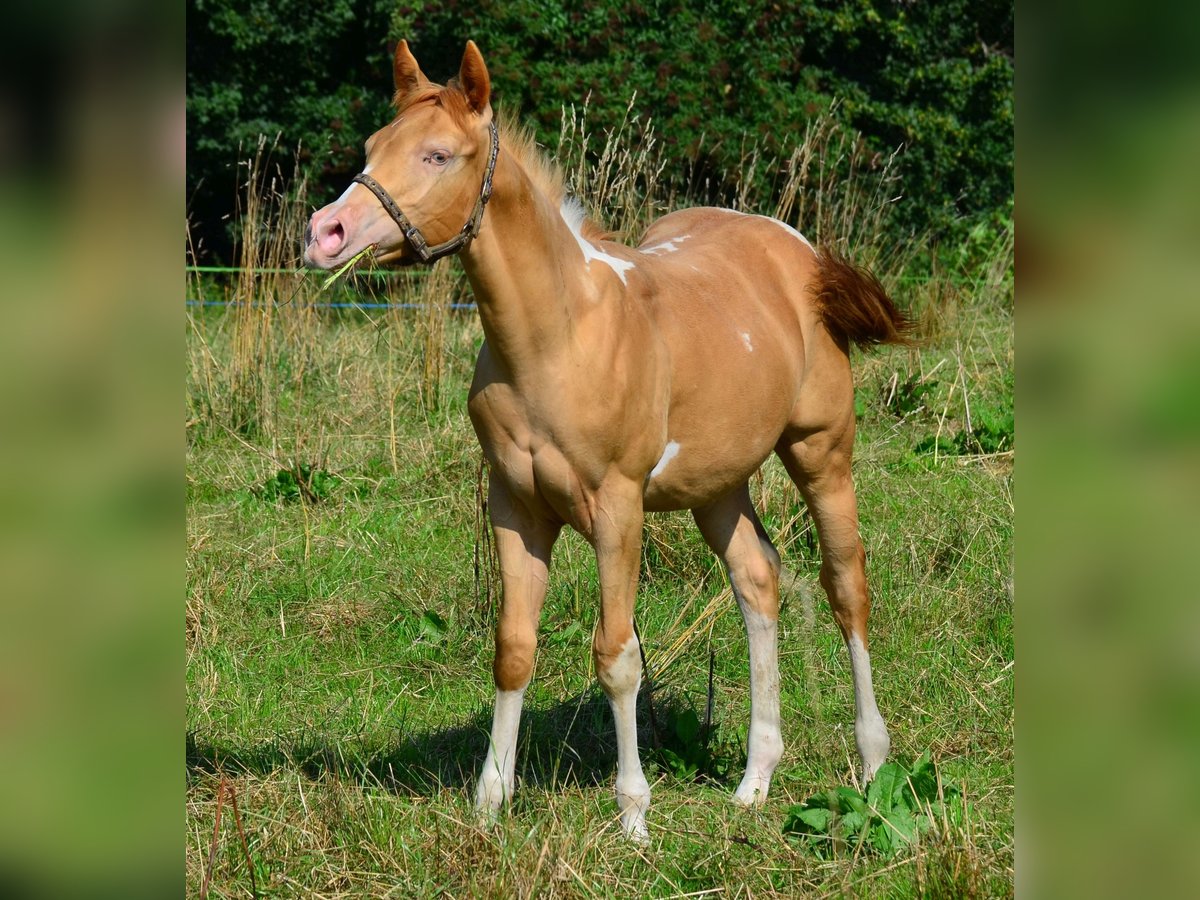 Paint Horse Hengst Veulen (02/2025) 156 cm Gevlekt-paard in Schwindegg
