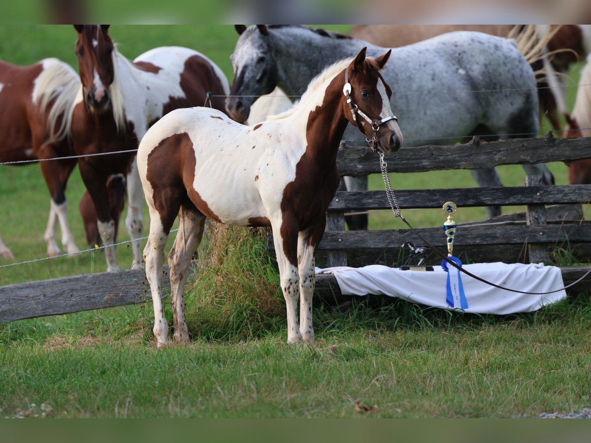 Paint Horse Hengst veulen (04/2024) Tobiano-alle-kleuren in Fürth