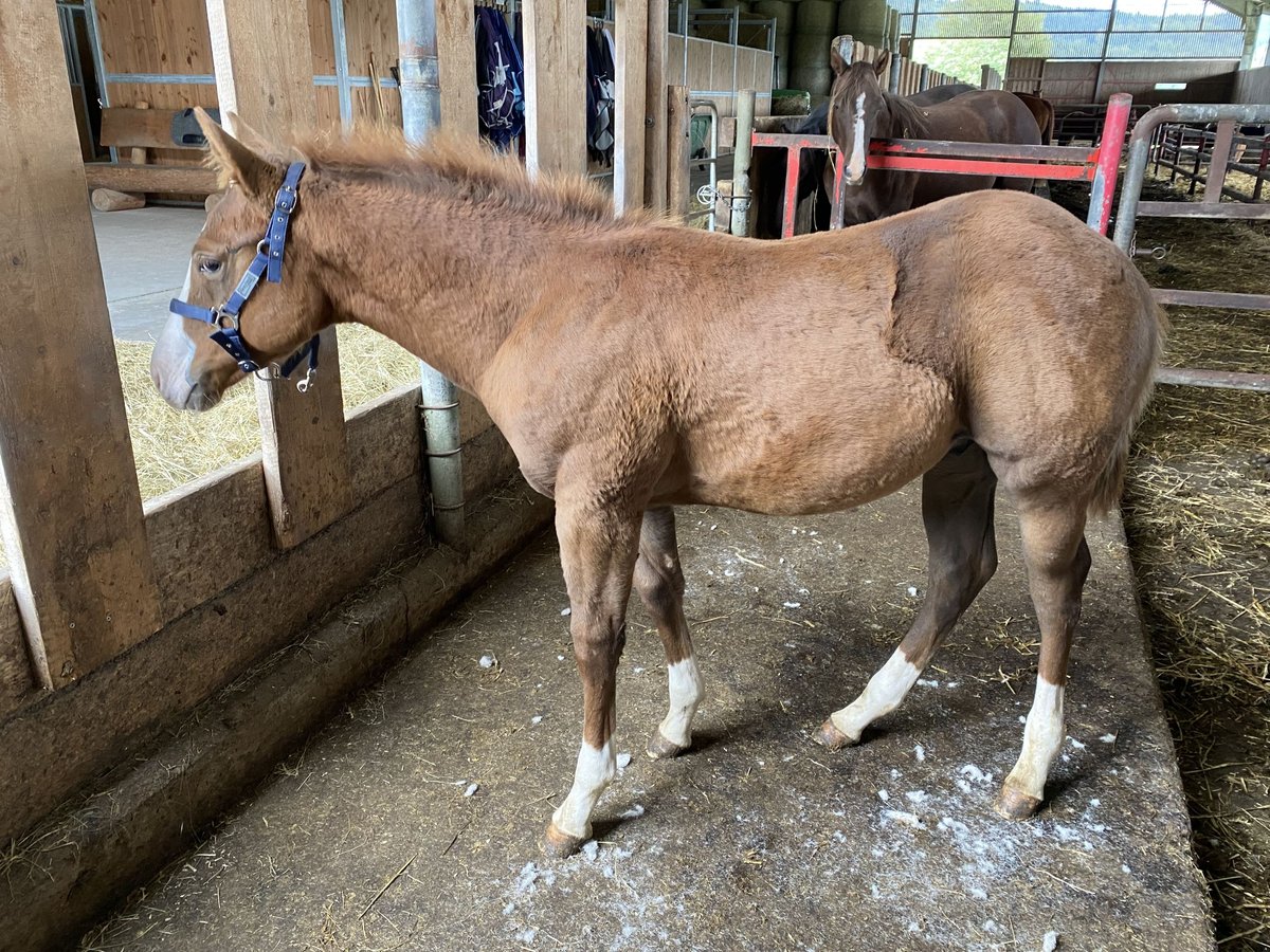 Paint Horse Hengst veulen (06/2024) Vos in Rottweil