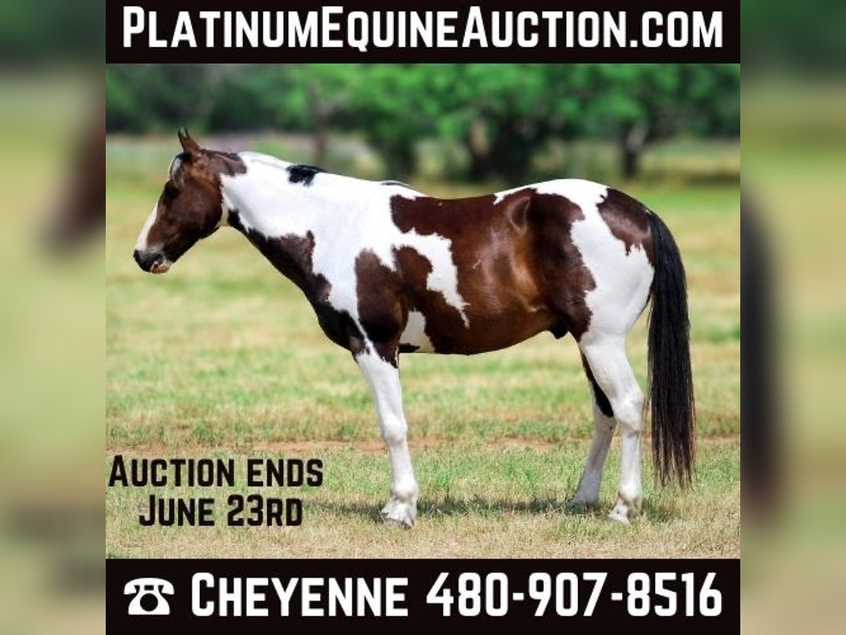 Paint Horse Hongre 10 Ans 147 cm Tobiano-toutes couleurs in Stephenville TX