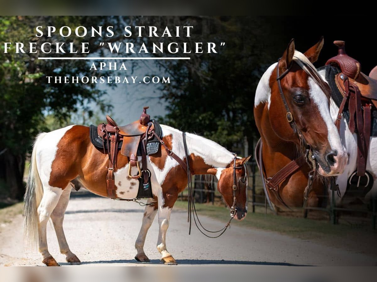 Paint Horse Hongre 11 Ans 135 cm Tobiano-toutes couleurs in Argyle, TX