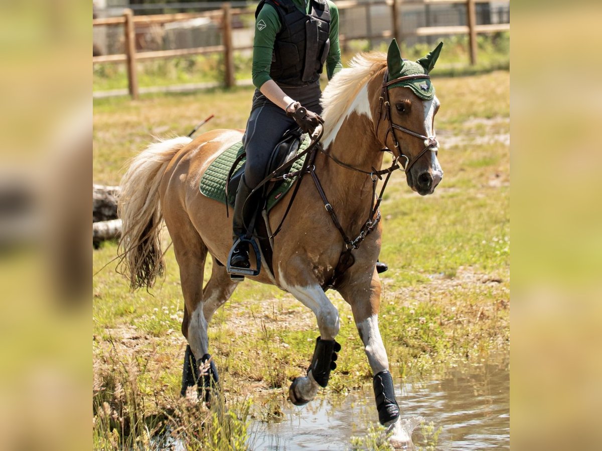 Paint Horse Croisé Hongre 11 Ans 148 cm Pinto in Weert