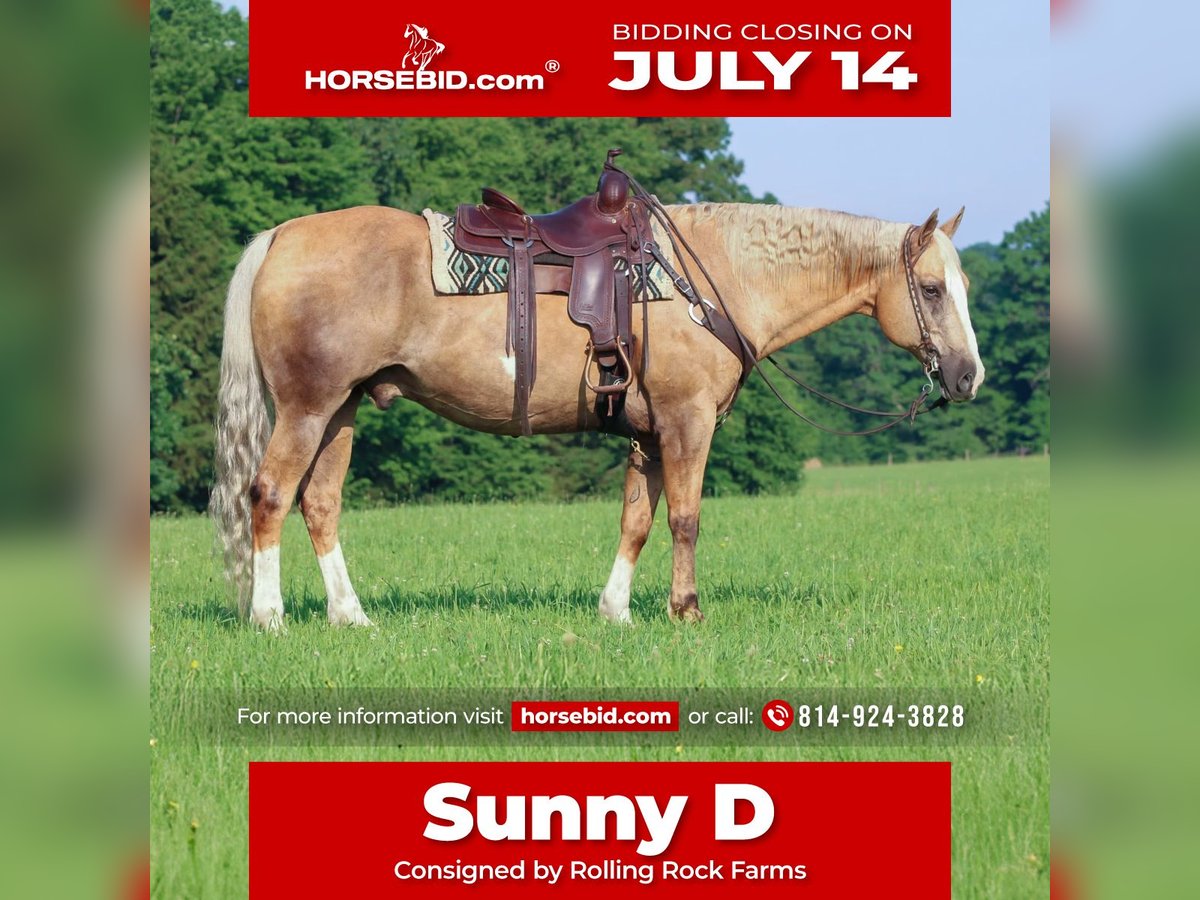Paint Horse Hongre 11 Ans 160 cm Palomino in Clarion