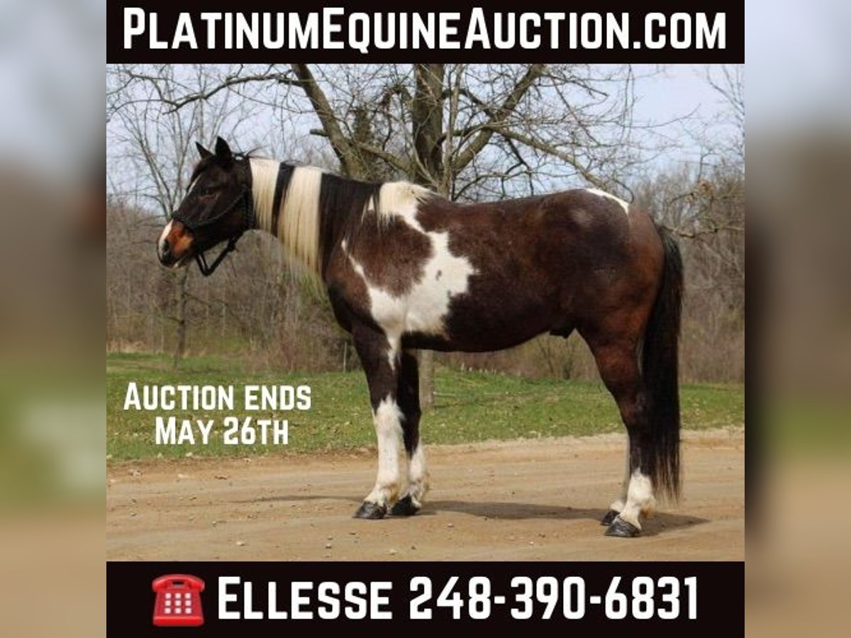 Paint Horse Hongre 12 Ans 142 cm Tobiano-toutes couleurs in Howell, MI