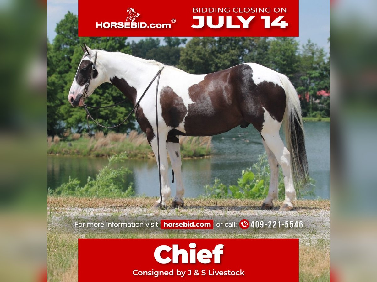 Paint Horse Hongre 12 Ans 147 cm in Robards, KY