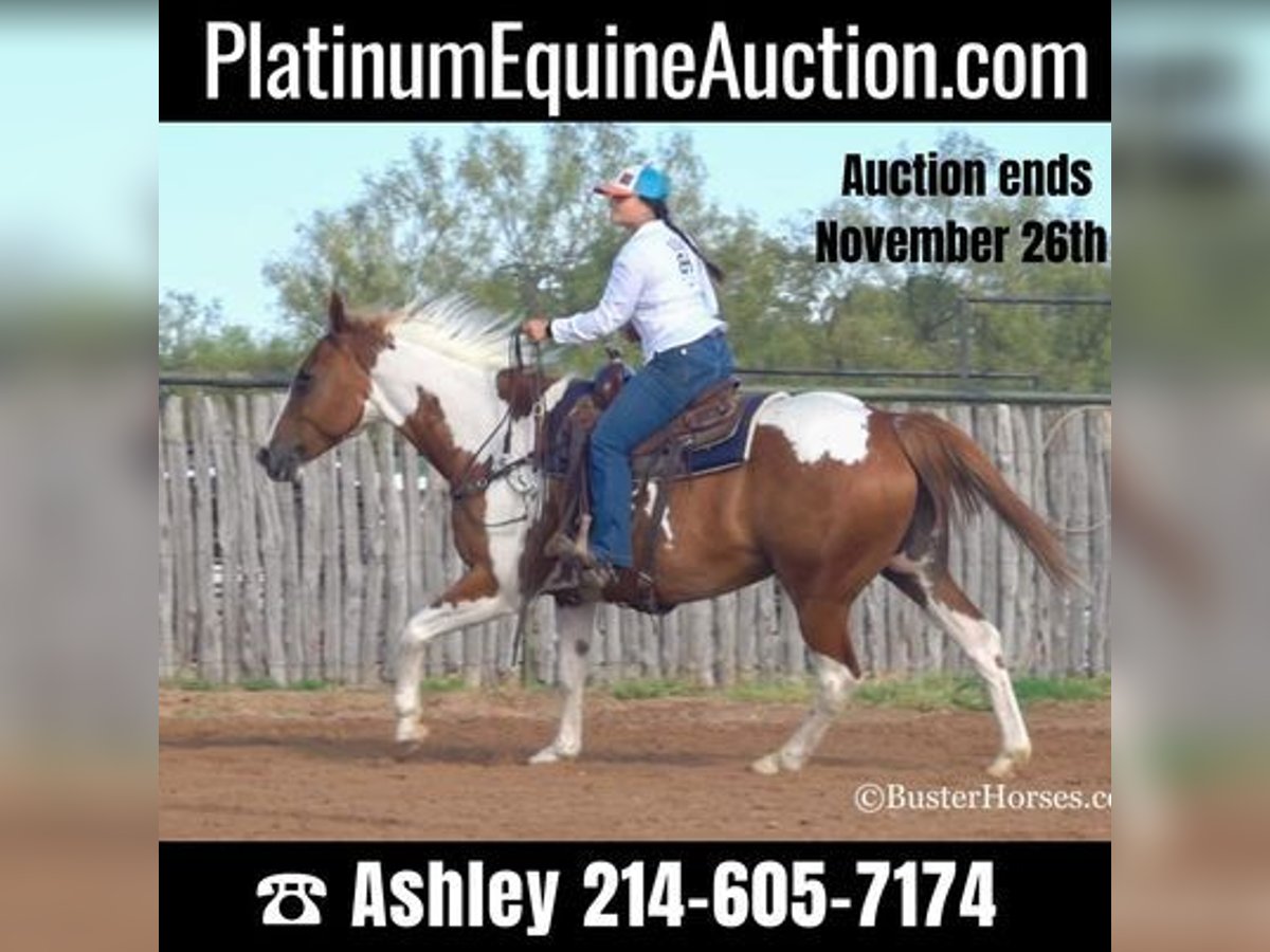 Paint Horse Hongre 15 Ans Alezan cuivré in Weatherford, TX