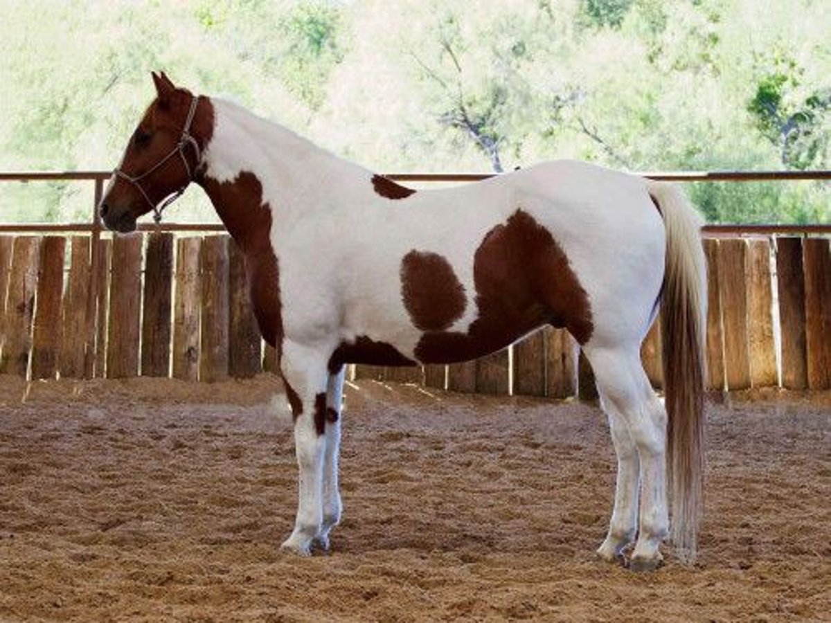 Paint Horse Hongre 16 Ans in München