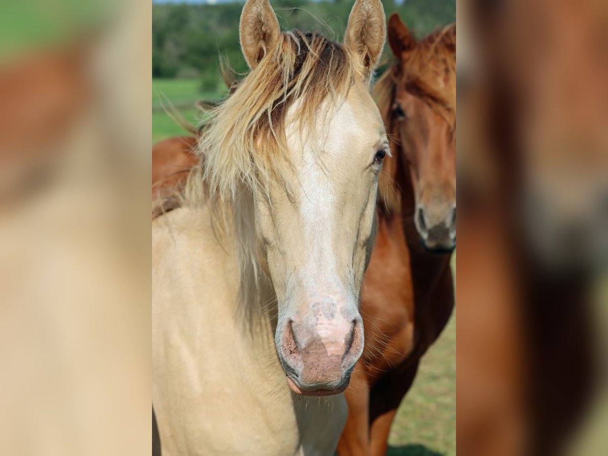 Paint Horse Hongre 1 Année 150 cm Champagne in Hellenthal