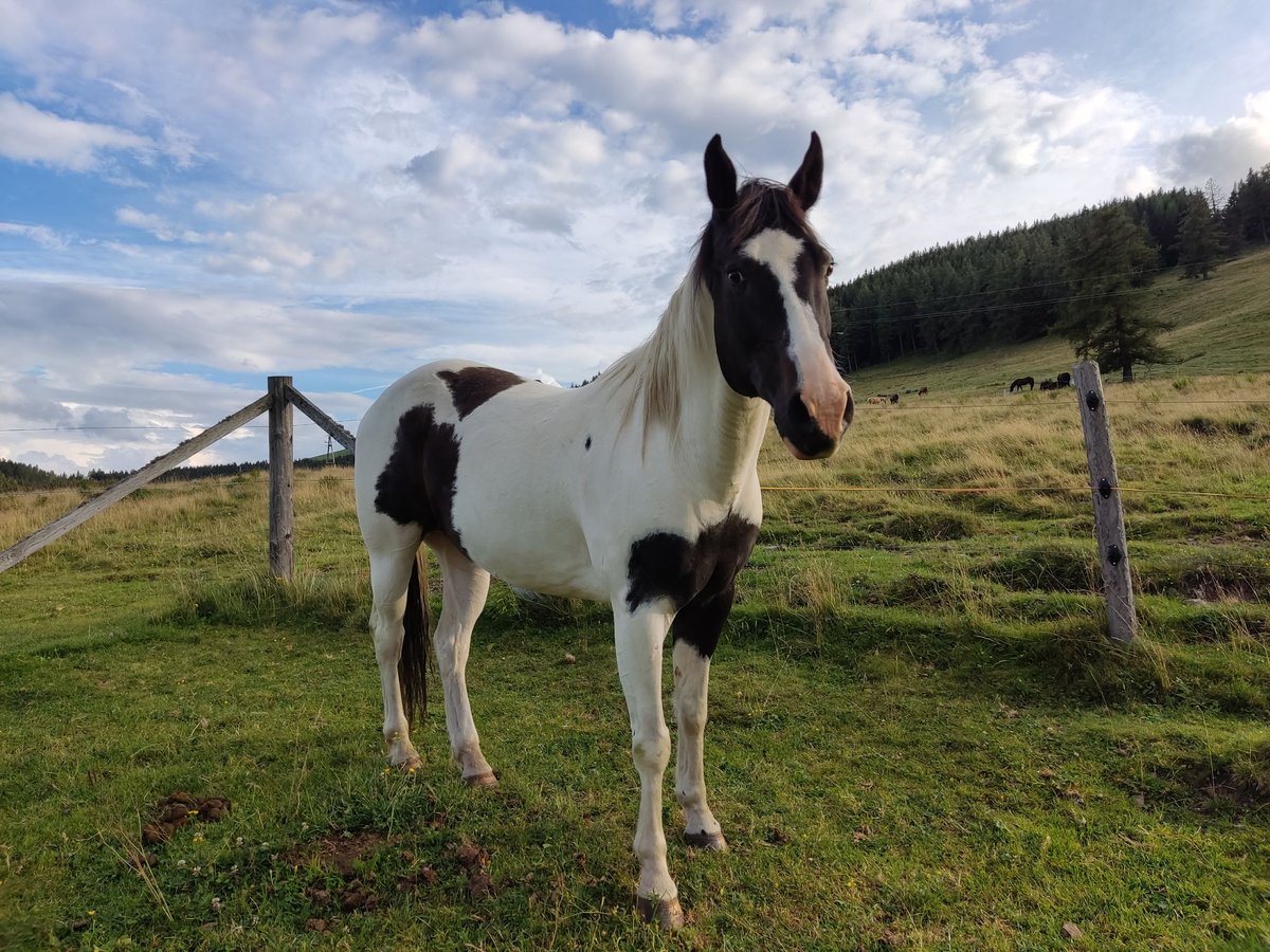 Paint Horse Hongre 21 Ans 153 cm Pinto in Plenzengreith