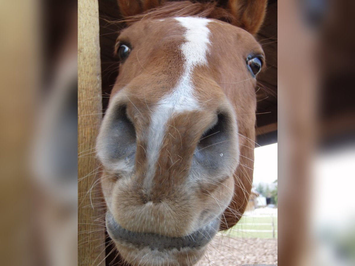 Paint Horse Hongre 25 Ans 160 cm Alezan in Mechernich