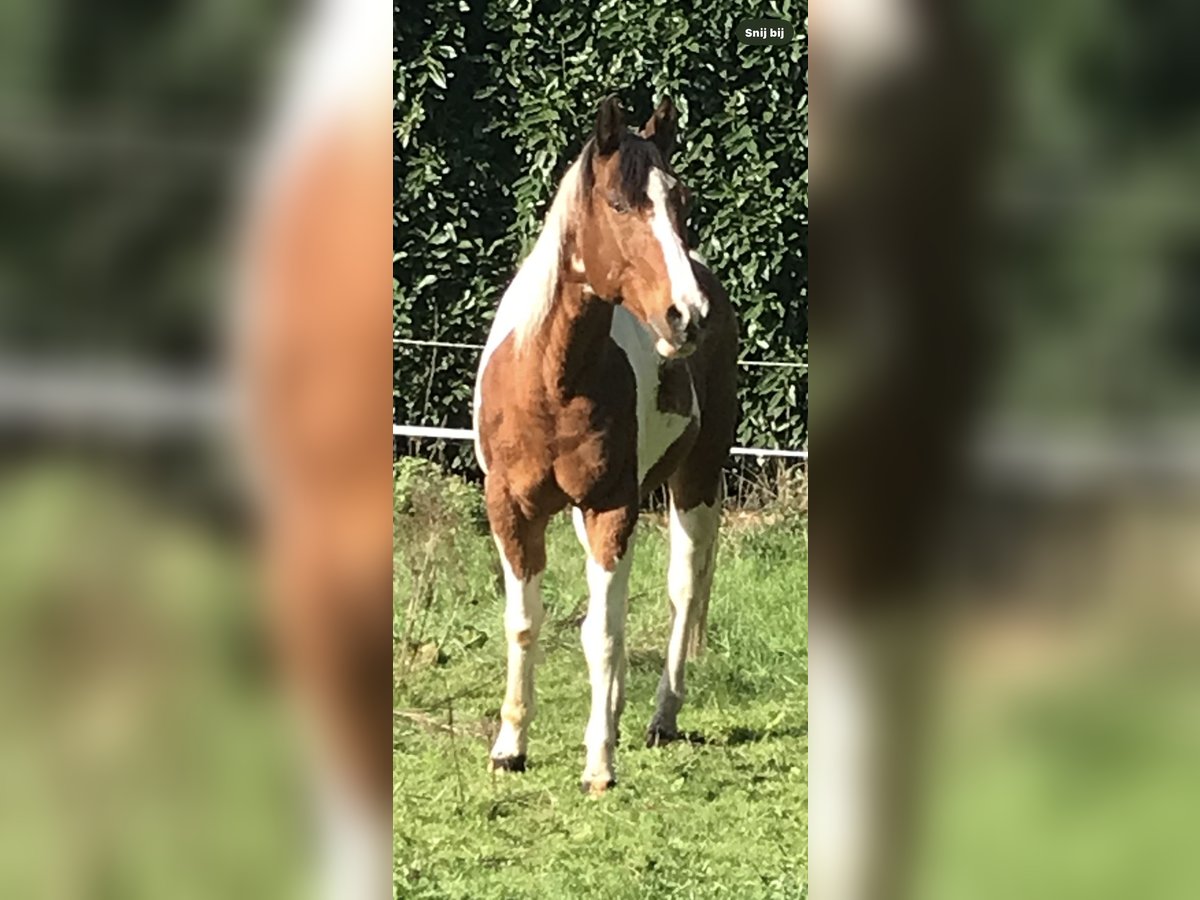 Paint Horse Hongre 27 Ans 150 cm Tobiano-toutes couleurs in Echt