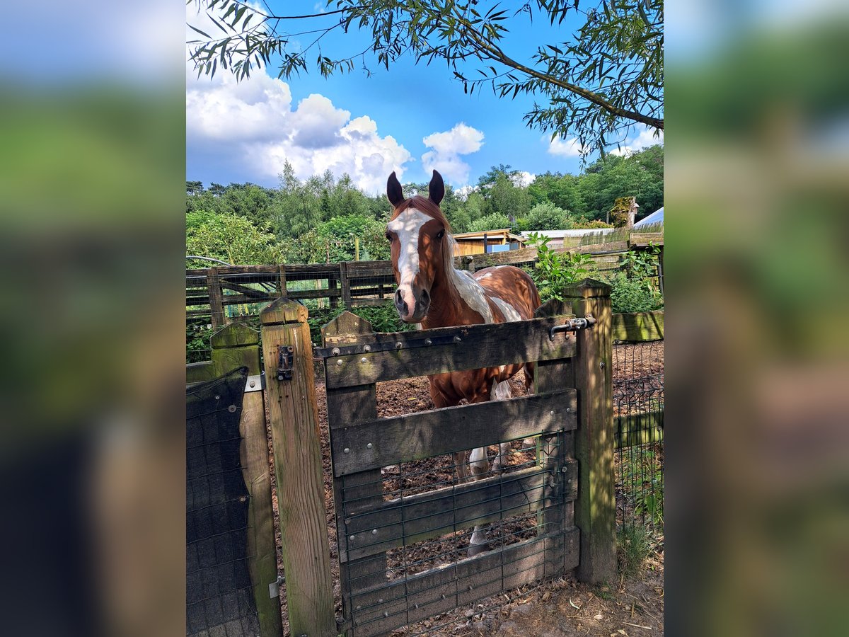 Paint Horse Hongre 2 Ans 150 cm Overo-toutes couleurs in Dessel